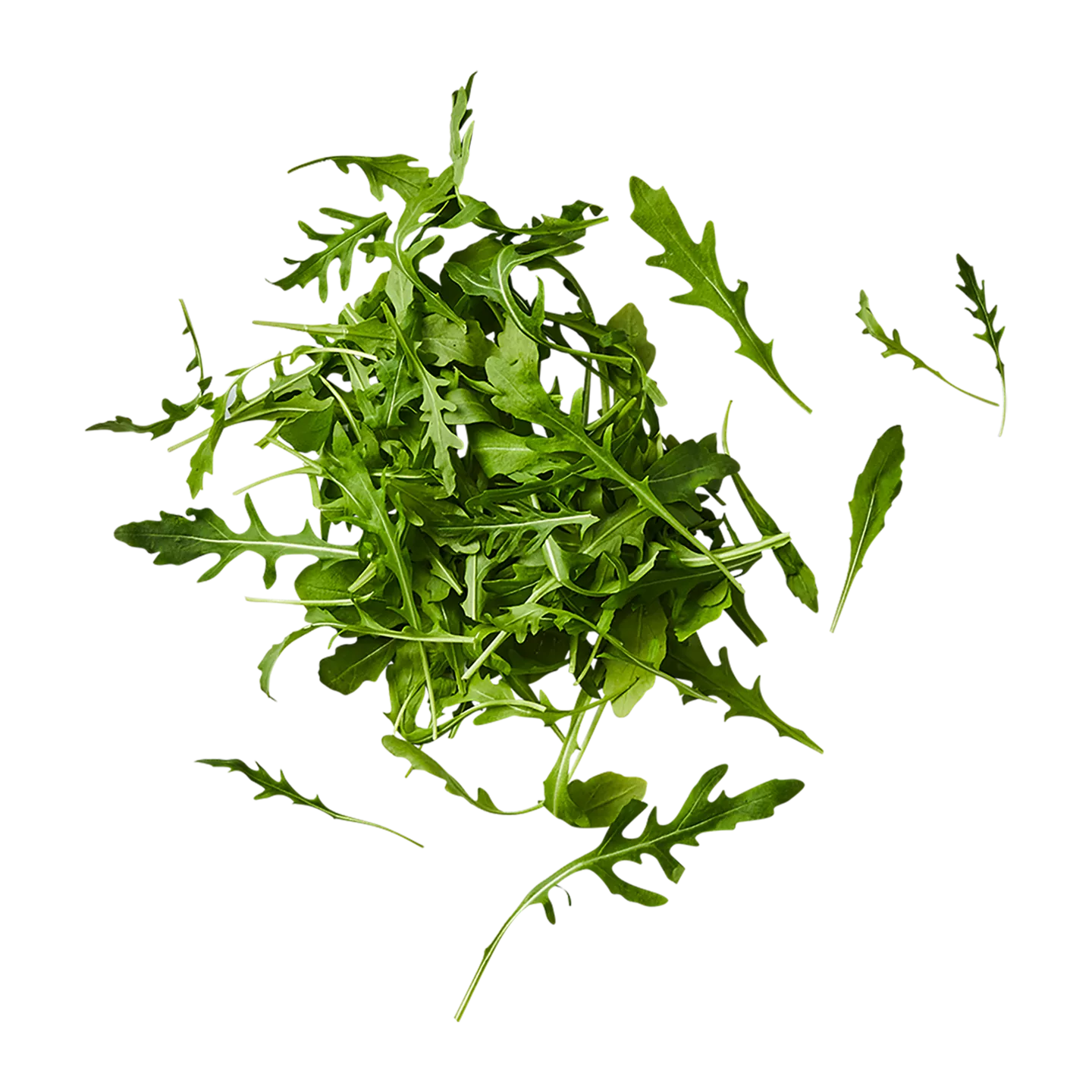 Rucola