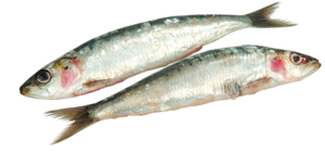 Sardinen frisch