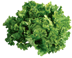 Salat